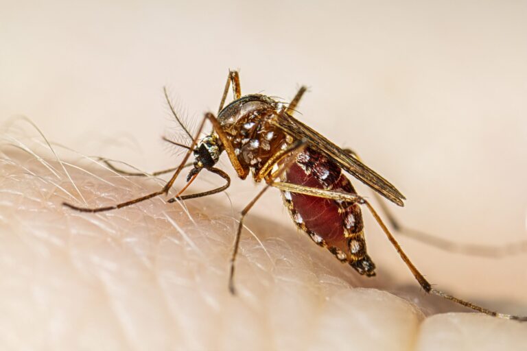 More Dengue cases reported in Manipur, precautionary measures sought