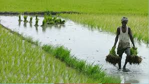 Assam CM orders strict enforcement of ₹2,670 paddy price, warns traders against exploiting farmers