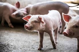 African Swine Fever Inflicts Heavy ₹114.64 Crore Loss on Mizoram in 2025